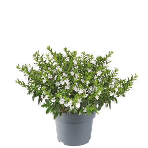 Bild von EJ Cuphea P19 white